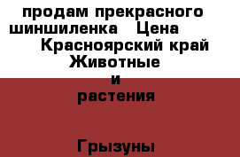 продам прекрасного  шиншиленка › Цена ­ 1 500 - Красноярский край Животные и растения » Грызуны и Рептилии   . Красноярский край